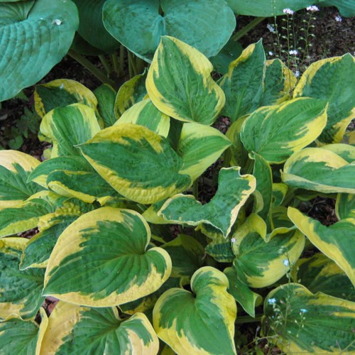 Hosta 'Wide Brim' - Hosta 'Wide Brim' C1/1L